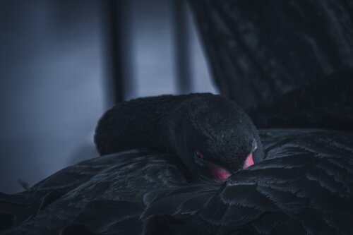 black swan - Dispel Photo